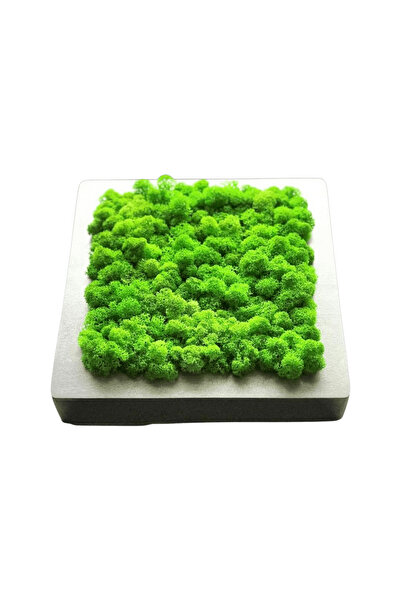 Narium Tablou din licheni 20x20 cm