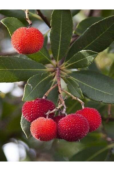 Gloria Fidancılık 3 Yaş Kocayemiş (Dağ Çileği) Fidanı 80-110 cm