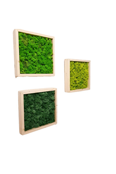 Narium Set Picturi cu Licheni 30×30 cm