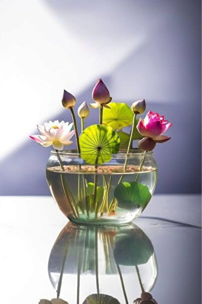 Köy Tohumları 5 Adet Tohum Organik Taze Hasat Karışık Renk Açar Lotusa Lotus Su Çiçeği Tohumu Canlı Renkler