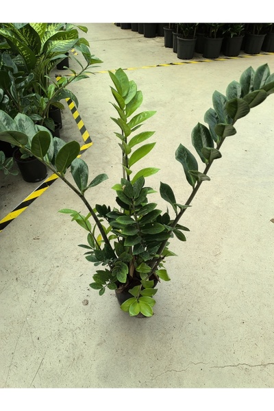 ARG ZAMİA ÇİÇEĞİ (ZEZE)