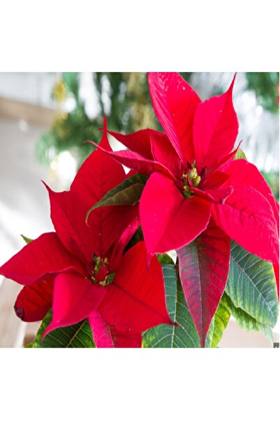 prestijiseed Ekim Seti 10 Adet Atatürk Çiçeği Tohumu Euphorbia Pulcherrima-