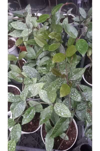 YEŞİLİMARKET Mum Çiçeği Beyaz Renk (HOYA CARNOSA) 15-25 cm Sarmaşık-Kokulu