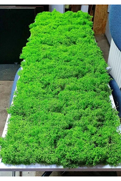 Narium Tablou cu licheni stabilizati 100×30 cm