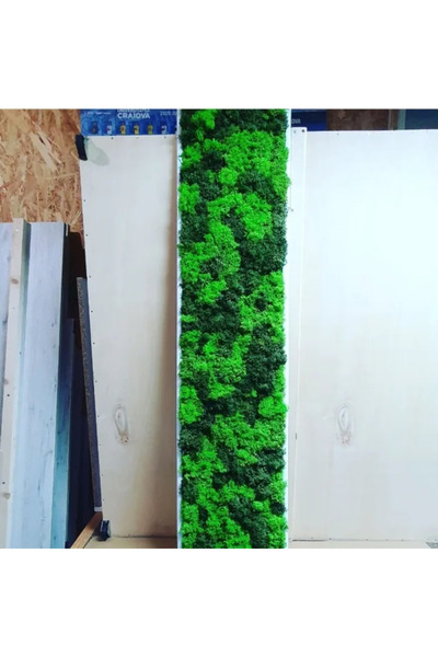 Narium Tablou cu licheni 100x30 cm