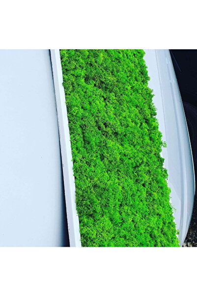 Narium Stabilized Moss Frame 70×30 cm