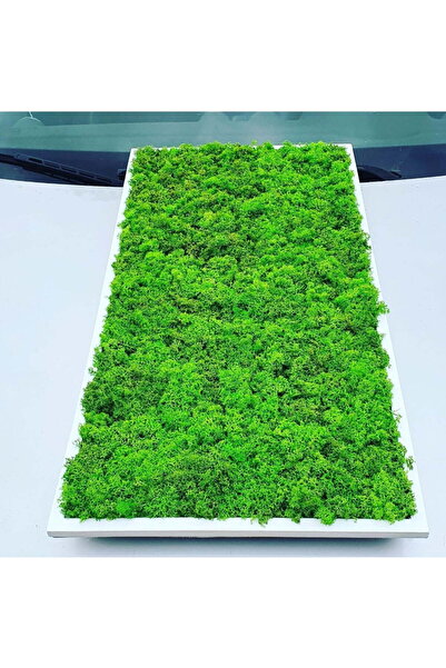 Narium Stabilized Moss Frame 70×30 cm