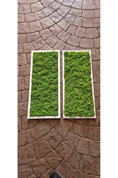 Narium SET Tablou cu licheni stabilizati 70x30 cm