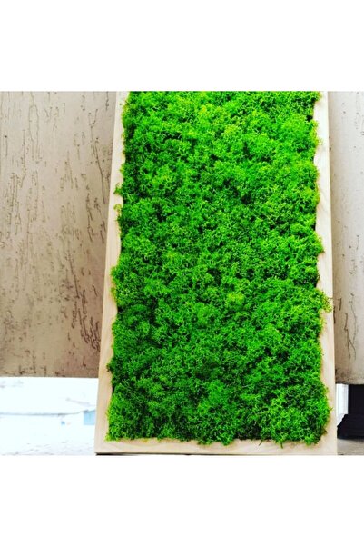 Narium Tablou cu mușchi stabilizat 70×30 cm