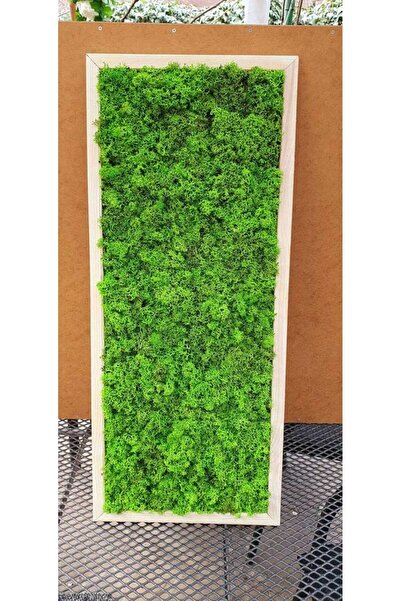 Narium Pictură cu licheni 70×30 cm