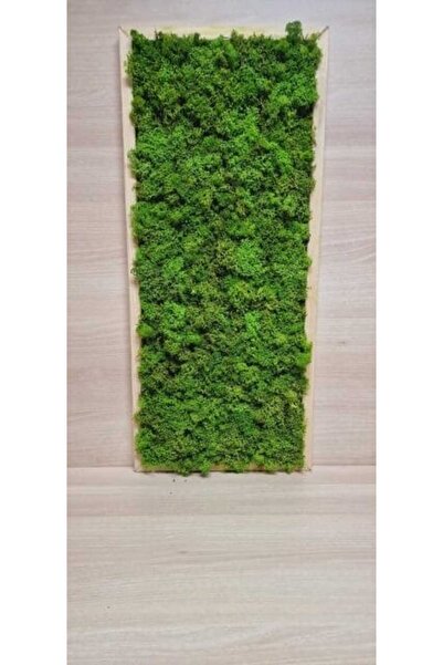 Narium Tablou cu licheni 70x30 cm