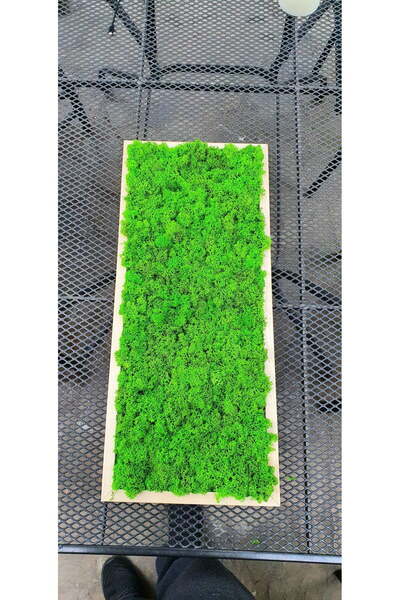 Narium Tablou cu licheni 70×30 cm