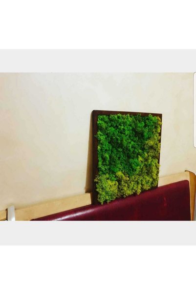 Narium Tablou cu licheni 30×30 cm