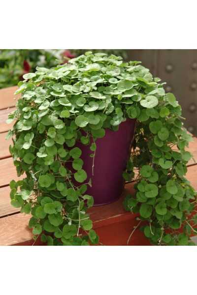 karaoğlan tarım Fare Kulağı - Dichondra Repens Çim Tohumu - 5 Kg 150 m2 Alana Yeterli