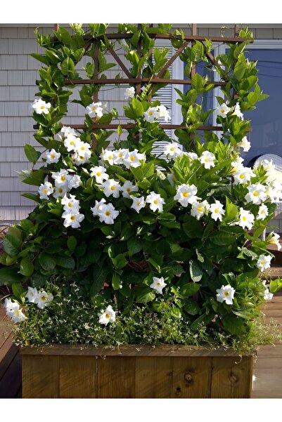 Nura Botanik Beyaz Mandevilla Sarmaşık Sandavilla Bitkisi 30–60 cm Zarif Çiçekli Saksı Bitkisi