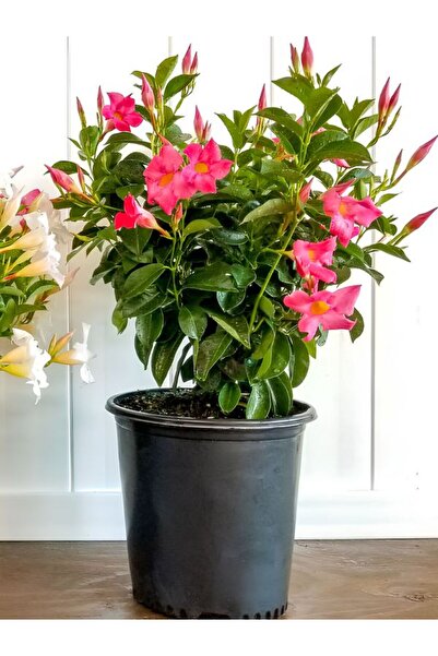 Gardenbox Pembe Çiçekli Mandevilla 30–60 cm Sandavilla Saksılı Tırmanıcı, Dış...