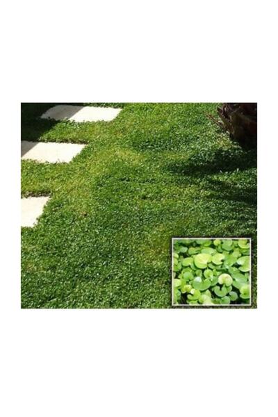 karaoğlan tarım Fare Kulağı - Dichondra Repens Çim Tohumu - 5 Kg 150 m2 Alana Yeterli