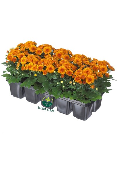 serada decor & plant Mini Turuncu Kasımpatı Saksılı 10–15 cm – Renkli Masaüst...