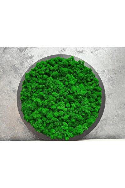 OEM Decoratiune cu licheni