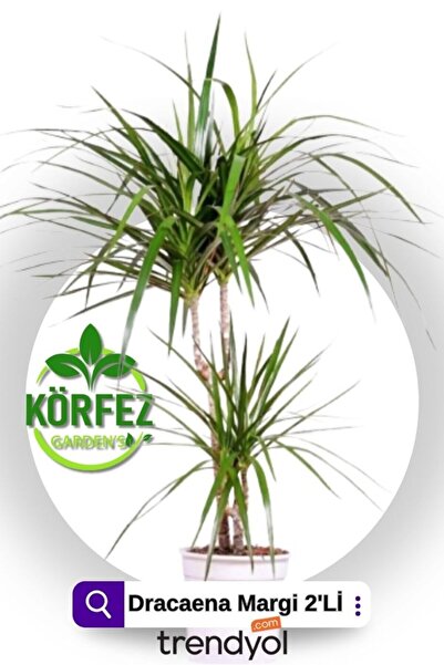 Dracena iei ile Evini Renklendir! Hemen ncele