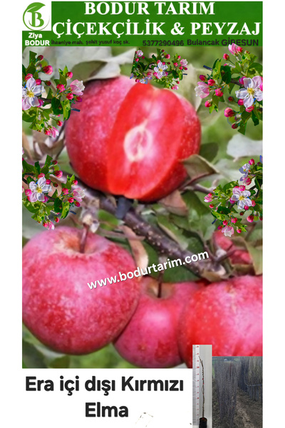 BODUR TARIM Bulancak 2 Yaşında Yarı Bodur Aşılı Tüplü Topraklı Era Içi Dişi K...