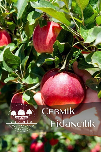 ÇERMİK FİDANCILIK Aşılı Vahapbey Kırmızı Ayva Fidanı 3 Yaş