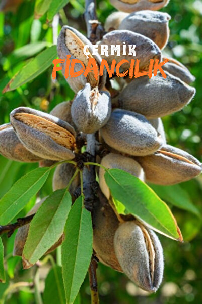 ÇERMİK FİDANCILIK 2 Adet Ince Salkımlı Ferragnes - Ferraduel Badem Fidanı