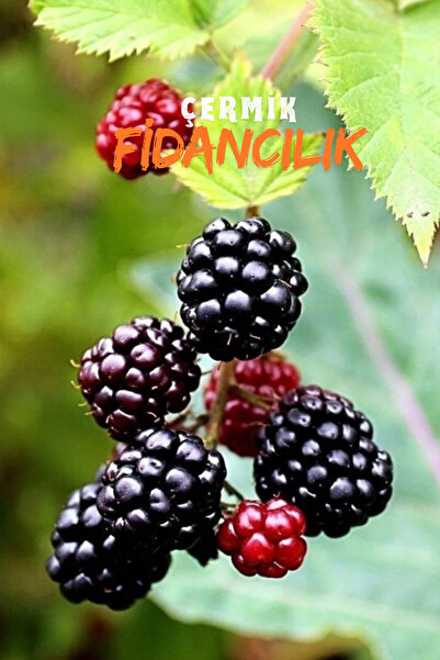 ÇERMİK FİDANCILIK 4 Adet Tüplü Dikensiz Yediveren Böğürtlen Asma Fidanı