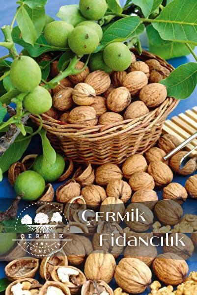 ÇERMİK FİDANCILIK Aşılı Chandler Salkım Ceviz Fidanı 2 Yaş