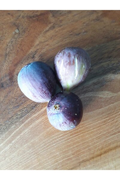 RavdaFlora Tüpte Siyah Yediveren İncir 20-50 Cm