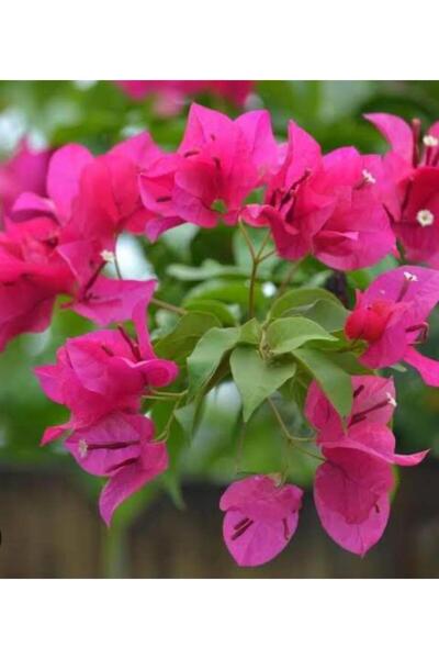Doğan Fidancılık Begonvil fidanı 2 yaşında tüplü 60-80cm