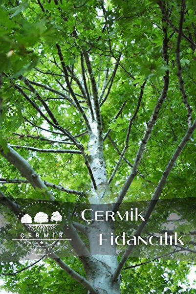 ÇERMİK FİDANCILIK Tüplü Çınar Ağacı Fidanı 3 Yaş