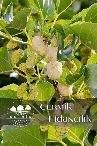 ÇERMİK FİDANCILIK Aşılı Yediveren Beyaz Dut Fidanı 3 Yaş