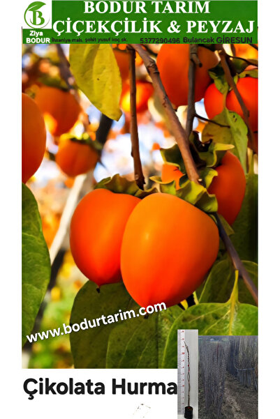 BODUR TARIM Bulancak 2 Yaşında Yarı Bodur Aşılı Tüplü Topraklı Çikolata Hurma...
