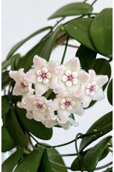 PLANT Hoya Spectatissima Mum Çiçeği