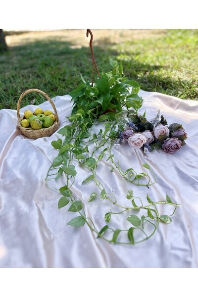 AGAPI Epıpremnum Aureum Pothos -pathos Sarmaşığı Ev &ofis Bitkisi Dolgun Form