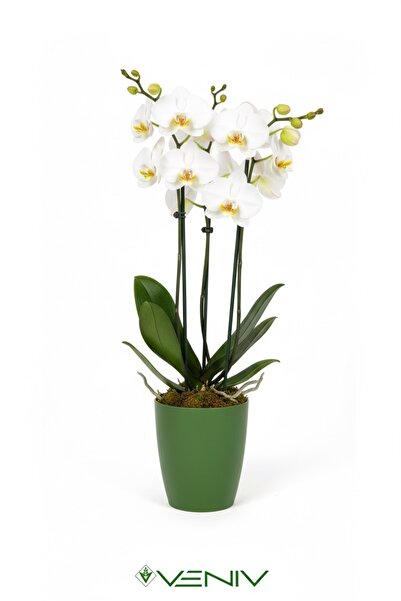 Decorative Orchid Flower Pot 1 Piece+Production Flower Pot Gift- Quality General Flower Pot -1.25 L