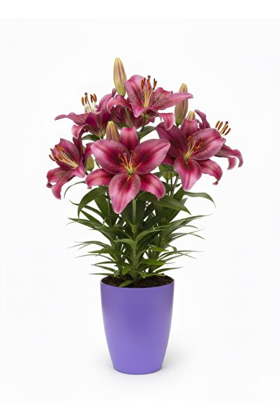 VENİV AGRİCULTURE Dekoratif Saksı 1.25 L - Lila + Orkide Yetiştirme Saksısı Hediye(12 Pot 1 Adet)