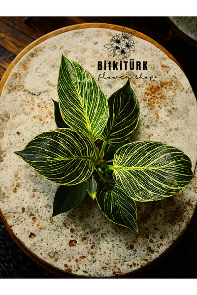 BitkiTÜRK PHİLİDENDRON BİRKİN özel tasarım beton saksıda bitkisi iç mekan Hed...