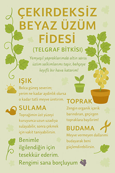 şengülca Çekirdeksiz Beyaz Üzüm Fidesi (Yaprakları Sarmalık) 10 cm.