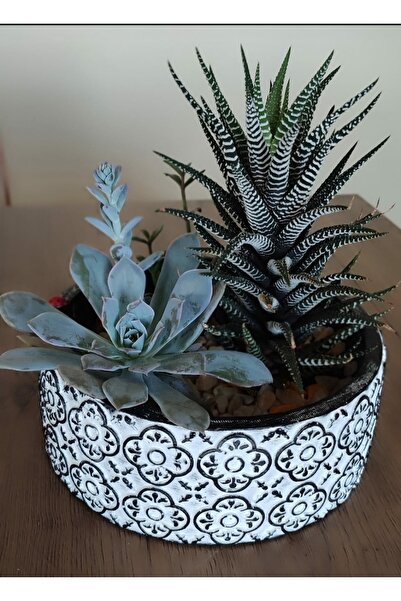 Gold Garden Beton saksı sukulent bonzai teraryum arajman çiçek Saksısı 18x7cm...