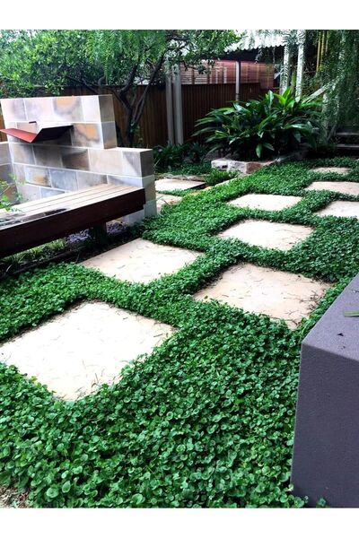 Genel Markalar Lippa İthal Fare Kulağı (Dichondra Repens)Tohumu 1 Kg