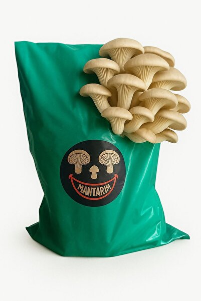 Mantarım 6 kg İstiridye Mantarı kompostu ( Mantar çıkımına hazır, yetiştirme kılavuzu ile birlikte)