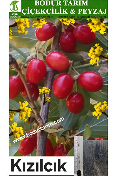 BODUR TARIM Bulancak 2 Yaşında Doku Kültürü Tam Bodur Kızılcık Tüplü Topraklı...