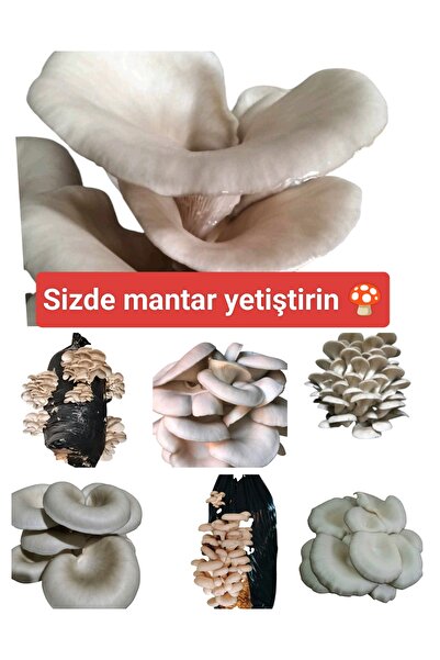 Mantarım 500 Gram İstiridye Mantar Tohumu ( 'adet Ekim Poşeti hediyeli)