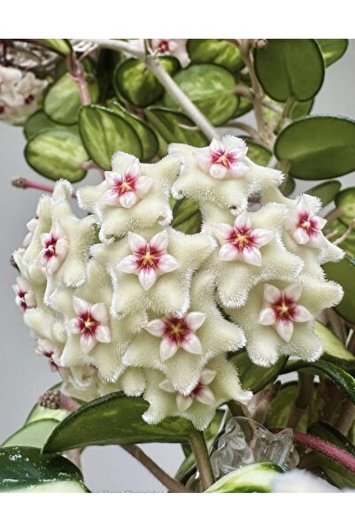 PLANT Hoya Mathilde Variegata Mum Çiçeği