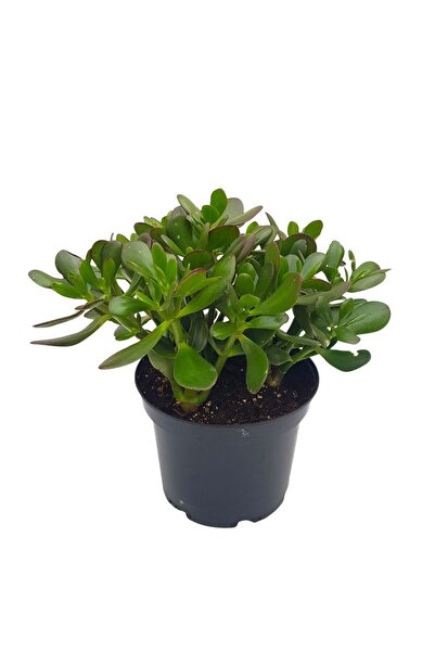 Floraria Tria's Crassula ovata D21