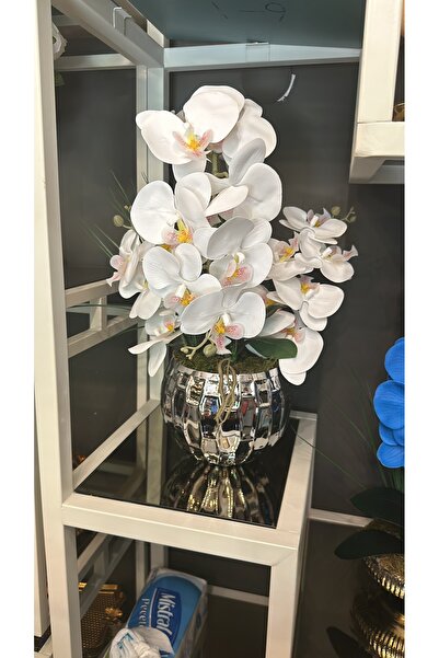 Yalın Gümüş saksı beyaz ıslak orkide