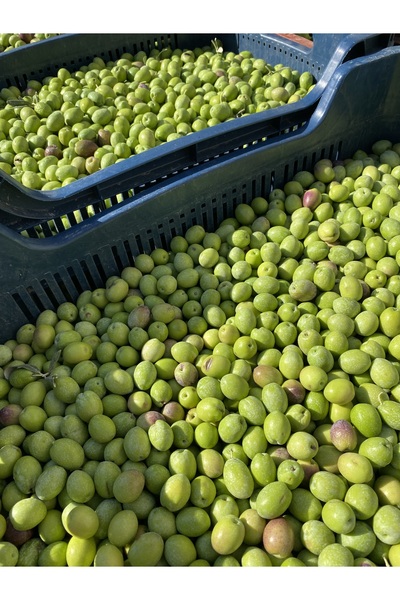 mut incisi zeytin & zeytinyağı Yeşil Gemlik ( Ham Zeytin ) Net 10 Kg