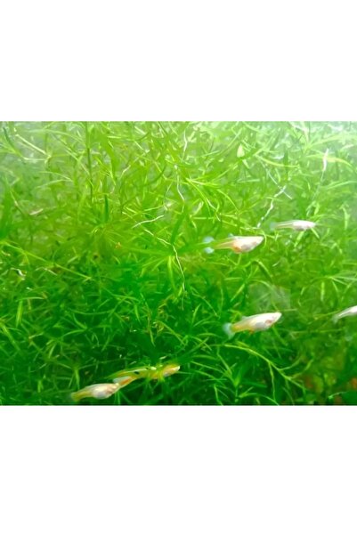 derlifbeysu yld 5 dal Lepistes otu akvaryum bitkisi(5 dal kolay bitki )